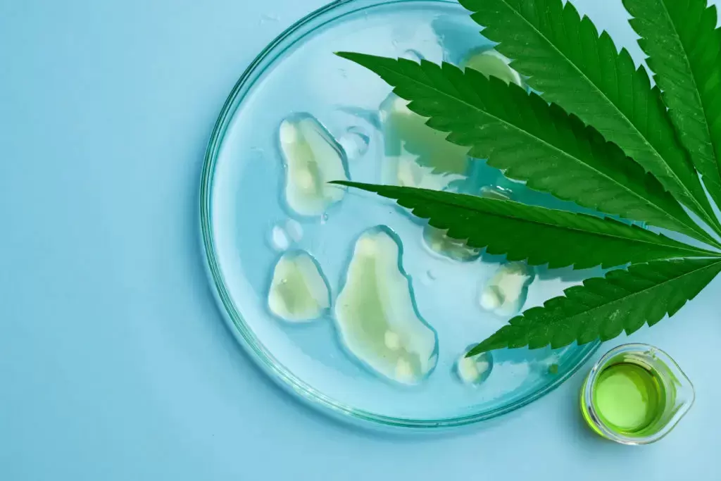 Leaf of cannabis and petri dish with drops of hemp oil and beaker 1024x683